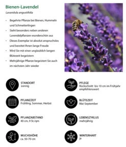 Lavendel-Set Lavendel-Vielfalt, 4-teilig 10 Lavendel-Set Lavendel-Vielfalt, 4-teilig -Gardena Store 7805799 WE IG 001 BienenLavendel
