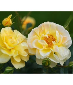 Rosen-Set Insektenfreundlich, 3-teilig -Gardena Store 7827108 WE DE 001 RosaRosenpaketBienenweideGelbWubaRosenTantau