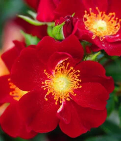 Rosen-Set Insektenfreundlich, 3-teilig -Gardena Store 7827108 WE DE 001 RosaRosenpaketBienenweideRotWubaRosenTantau