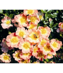 Rosen-Set Insektenfreundlich, 3-teilig -Gardena Store 7827108 WE MO 001 RosaRosenpaketBienenweideApricotWubaRosenTantau