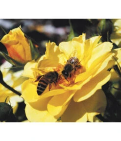 Rosen-Set Insektenfreundlich, 3-teilig -Gardena Store 7827108 WE MO 001 RosaRosenpaketBienenweideGelbWubaRosenTantau