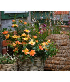 Rosen-Set Insektenfreundlich, 3-teilig -Gardena Store 7827108 WE MO 002 RosaRosenpaketBienenweideApricotWubaRosenTantau