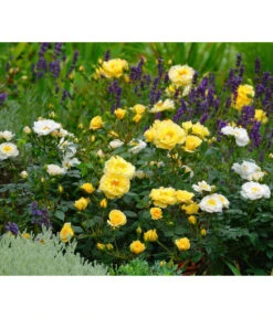 Rosen-Set Insektenfreundlich, 3-teilig -Gardena Store 7827108 WE MO 002 RosaRosenpaketBienenweideGelbWubaRosenTantau