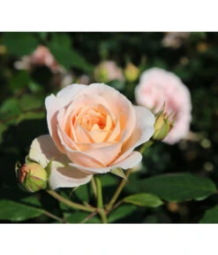 Strauchrose 'Matthias Claudius®' -Gardena Store 7886500 PR DE 003 RoseStrauchroseMatthiasClaudiusTantau