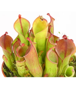 Sumpfkrug - Heliamphora -Gardena Store 7976046 WE DE 001 SumpfkrugHeliamphoraHeterodoxaXMinorT9DehnerExpressHerzig