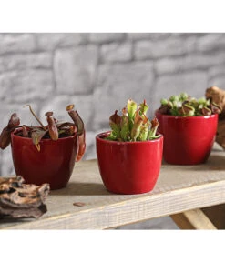 Sumpfkrug - Heliamphora -Gardena Store 7976046 WE MO 001 SumpfkrugHeliamphoraHeterodoxaXMinorT9DehnerExpressHerzig