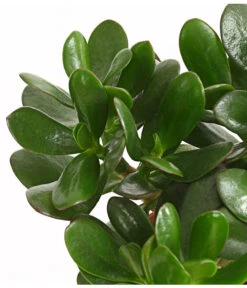 Geldbaum - Crassula Ovata -Gardena Store 7976277 WE DE 001 GeldbaumCrassulaPortulaceaT12DehnerExpressHerzig