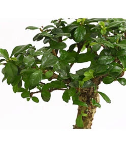 Bonsai Fukientee - Carmona Microphylla, Kugelförmig, 6 Jahre -Gardena Store 7977036 WE DE 001 BonsaiFukienteeCarmonaMicrophylla6JahreKugelformDehnerExpressHerzig