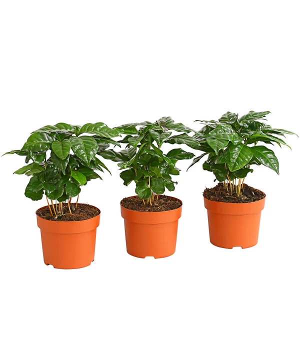 Kaffeepflanze - Coffea Arabica, 3er-Set 1 Kaffeepflanze - Coffea Arabica, 3er-Set