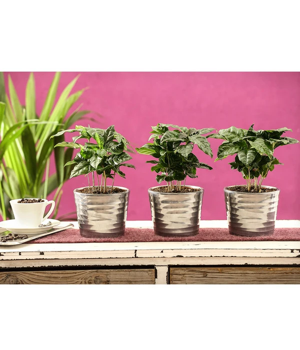 Kaffeepflanze - Coffea Arabica, 3er-Set 2 Kaffeepflanze - Coffea Arabica, 3er-Set – Bild 2