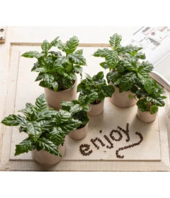 Kaffeepflanze - Coffea Arabica, 3er-Set 6 Kaffeepflanze - Coffea Arabica, 3er-Set -Gardena Store 7977911 WE MO 001 CoffeaArabicaT5 5 GC14 2022