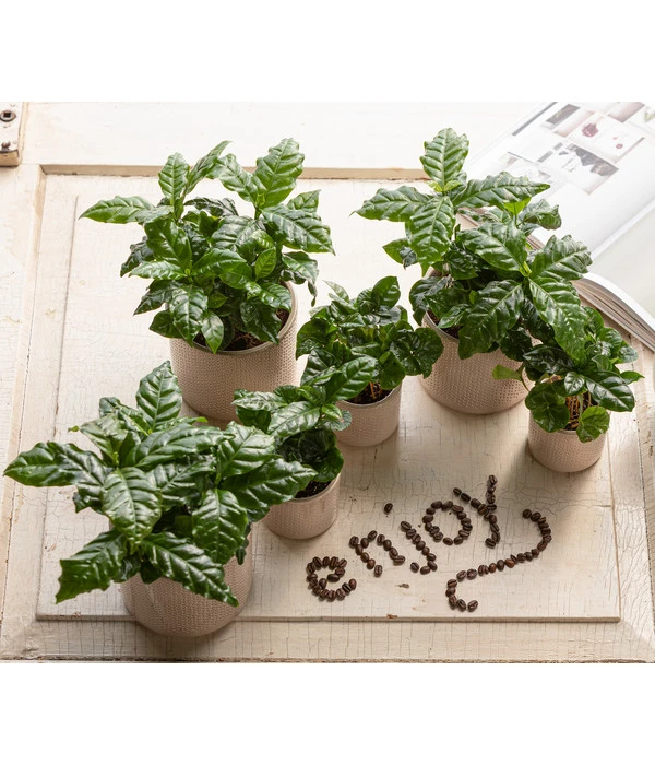 Kaffeepflanze - Coffea Arabica, 3er-Set 3 Kaffeepflanze - Coffea Arabica, 3er-Set – Bild 3