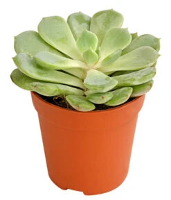 Echeverien-Set - Echeveria, Verschiedene Sorten -Gardena Store 7978117 PR FS 002 EcheverieSukkulenten6erSetT6DehnerExpressHerzig