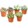 Echeverien-Set - Echeveria, Verschiedene Sorten