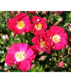 Bodendeckerrose 'Lipstick®', 3er-Set