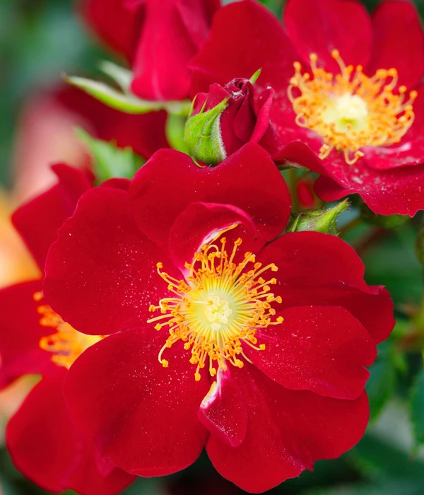 Beetrose 'Bienenweide®', Rot 3 Beetrose 'Bienenweide®', Rot – Bild 3