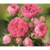 Noblesse® Spray-Rose 'Candy Rokoko®'