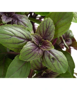 Dehner Gourmet Garten Strauchbasilikum 'Magic Blue' 11 Dehner Gourmet Garten Strauchbasilikum 'Magic Blue' -Gardena Store 8001869 WE DE 001 GourmetGartenBasilikumMagicBlue