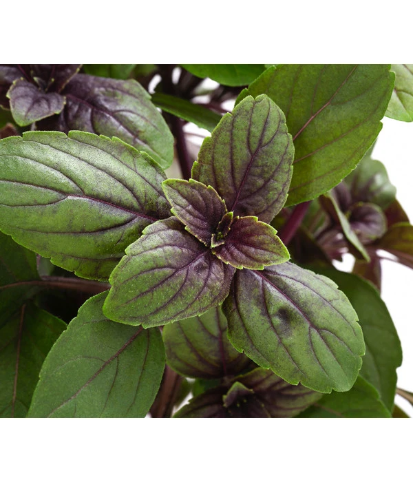 Dehner Gourmet Garten Strauchbasilikum 'Magic Blue' 6 Dehner Gourmet Garten Strauchbasilikum 'Magic Blue' – Bild 6