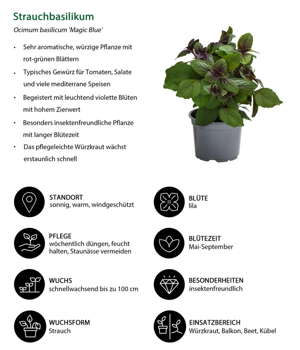 Dehner Gourmet Garten Strauchbasilikum 'Magic Blue' 5 Dehner Gourmet Garten Strauchbasilikum 'Magic Blue' – Bild 5