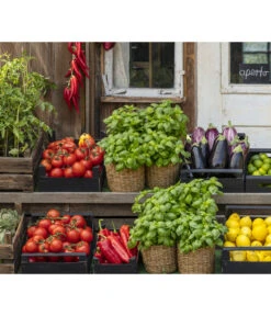 Tomate 'Garance' -Gardena Store 8002578 WE MO 001 BellaItaliaTomatePaprikaBasilikum2021GC04