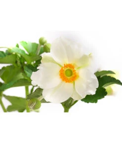Herbst-Anemone, Verschiedene Sorten -Gardena Store 8004137 WE DE 001 JapanischeAnemone