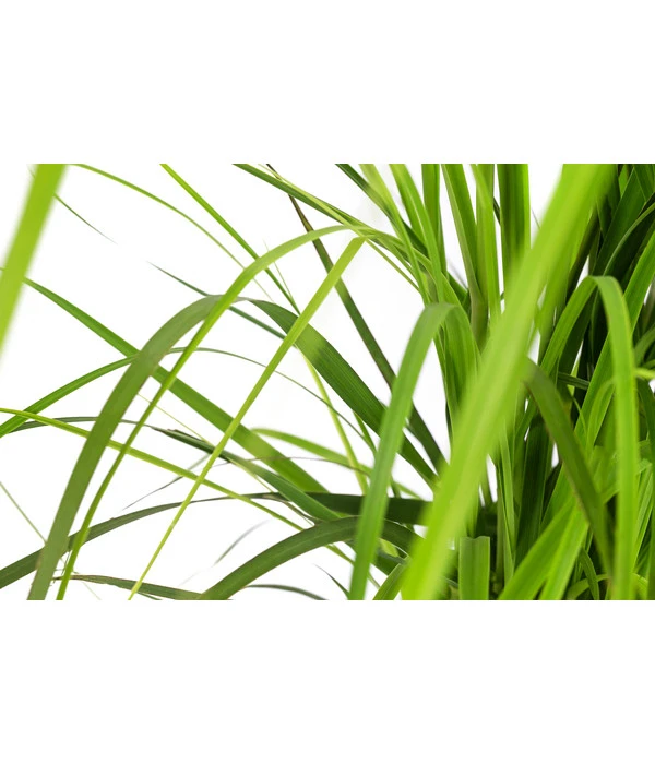 Pampasgras 'Rosea' 2 Pampasgras 'Rosea' – Bild 2