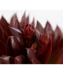 Hauswurz, 6er Schale -Gardena Store 8013112 PR DE 001 SempervivumDehnerExpressZS