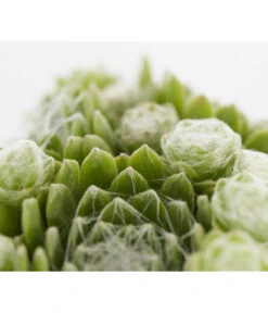 Hauswurz, 6er Schale -Gardena Store 8013112 PR DE 002 SempervivumDehnerExpressZS