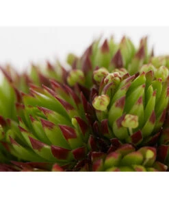 Hauswurz, 6er Schale -Gardena Store 8013112 PR DE 003 SempervivumDehnerExpressZS
