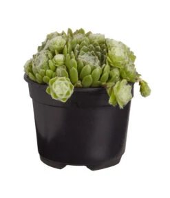 Hauswurz, 6er Schale -Gardena Store 8013112 PR FS 002 SempervivumDehnerExpressZS