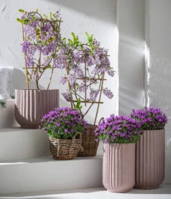 Schopf-Lavendel -Gardena Store 8017014 7544026 WE MO 001 WisteriaBlauLavendel