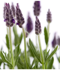 Schopf-Lavendel -Gardena Store 8017014 WE DE 001 LavendelSchopflavendelLavandulaStoechasT13DehnerExpressZS