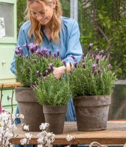 Schopf-Lavendel -Gardena Store 8017014 WE MO 001 SchopfLavendelStoechas