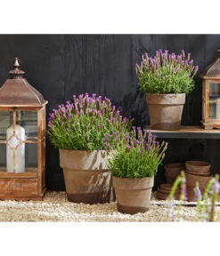 Schopf-Lavendel -Gardena Store 8017014 WE MO 001 Schopflavendel