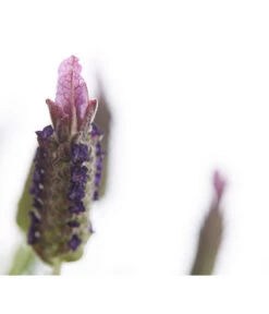 Schopf-Lavendel -Gardena Store 8017089 PR DE 001 LavendelStoechasLavandulaStoechasT18DehnerExpressHerzig