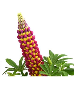 Lupine, Verschiedene Farben -Gardena Store 8018301 PR DE 002 LupinusPoliphyllusLupineWestcountryT19DehnerExpressHerzig