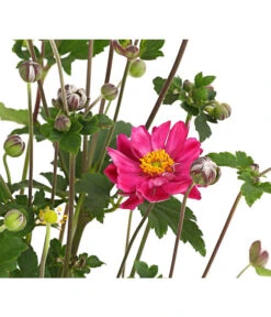 Herbst-Anemone 'Pamina', Verschiedene Farben -Gardena Store 8019176 WE DE 004 AnemoneJaponicaPaminaAnemoneBressinghamGlow2LiterDehnerExpressHerzig