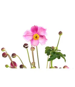 Herbst-Anemone 'Pamina', Verschiedene Farben -Gardena Store 8019176 WE DE 005 AnemoneJapinicaPaminaAnemonePraecox2Liter