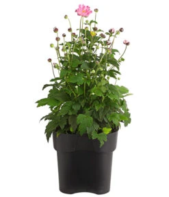 Herbst-Anemone 'Pamina', Verschiedene Farben -Gardena Store 8019176 WE FS 002 AnemoneJapinicaPaminaAnemonePocahontas2Liter