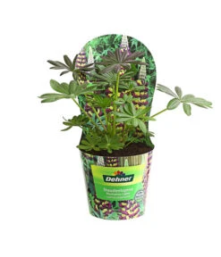 Lupine, Verschiedene Farben -Gardena Store 8029027 PR FS 002 LupineWestcountryPotcoverT19DehnerExpressHerzig