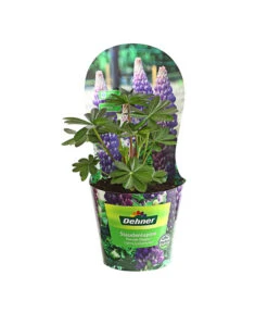 Lupine, Verschiedene Farben -Gardena Store 8029027 PR FS 004 LupineWestcountryPotcoverT19DehnerExpressHerzig