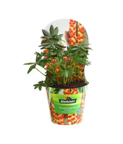 Lupine, Verschiedene Farben -Gardena Store 8029027 PR FS 005 LupineWestcountryPotcoverT19DehnerExpressHerzig