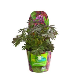 Lupine, Verschiedene Farben -Gardena Store 8029027 PR FS 006 LupineWestcountryPotcoverT19DehnerExpressHerzig