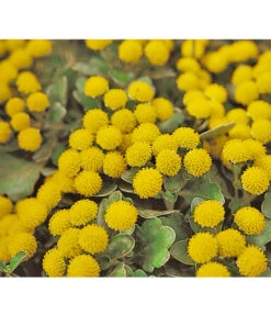 Silberrand-Chrysantheme -Gardena Store 8030041 BildFS 001 GoldUndSilberChrysanthemeSilberrandChrysanthemeHzAjaniaPacifica