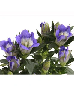 Herbstenzian -Gardena Store 8034910 PR DE 001 GentianaEnzianBlauT10RetDehnerExpressHerzig
