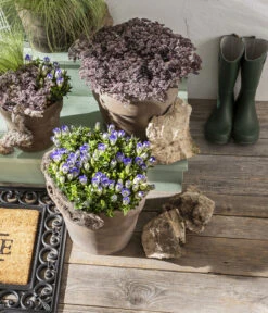 Herbstenzian -Gardena Store 8034910 PR MO 001 GentianaEnzian2021GC15