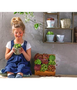 Hauswurz, 6er Schale -Gardena Store 8086498 8013112 WE MO 004 HauswurzDachwurzSempervivumMixT9