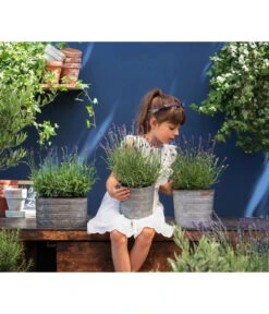 Duftlavendel, 6er-Schale 6 Duftlavendel, 6er-Schale -Gardena Store 8092108 WE MO 03 LavendelT13 GC14 2020 02