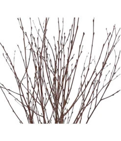 Birkenzweige-Bund, Ca. 70 Cm 7 Birkenzweige-Bund, Ca. 70 Cm -Gardena Store 8148819 PR DE 001 BirkenzweigeNaturKurzBundDehnerExpressHerzig 2